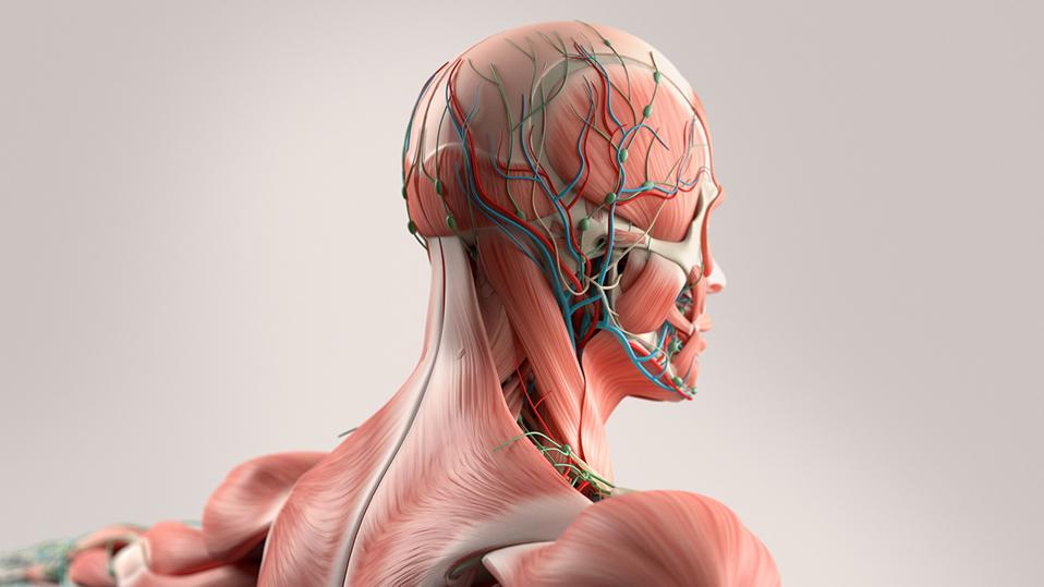 Modele anatomiczne bardziej rozbudowane i wykonane w nowej technologii.